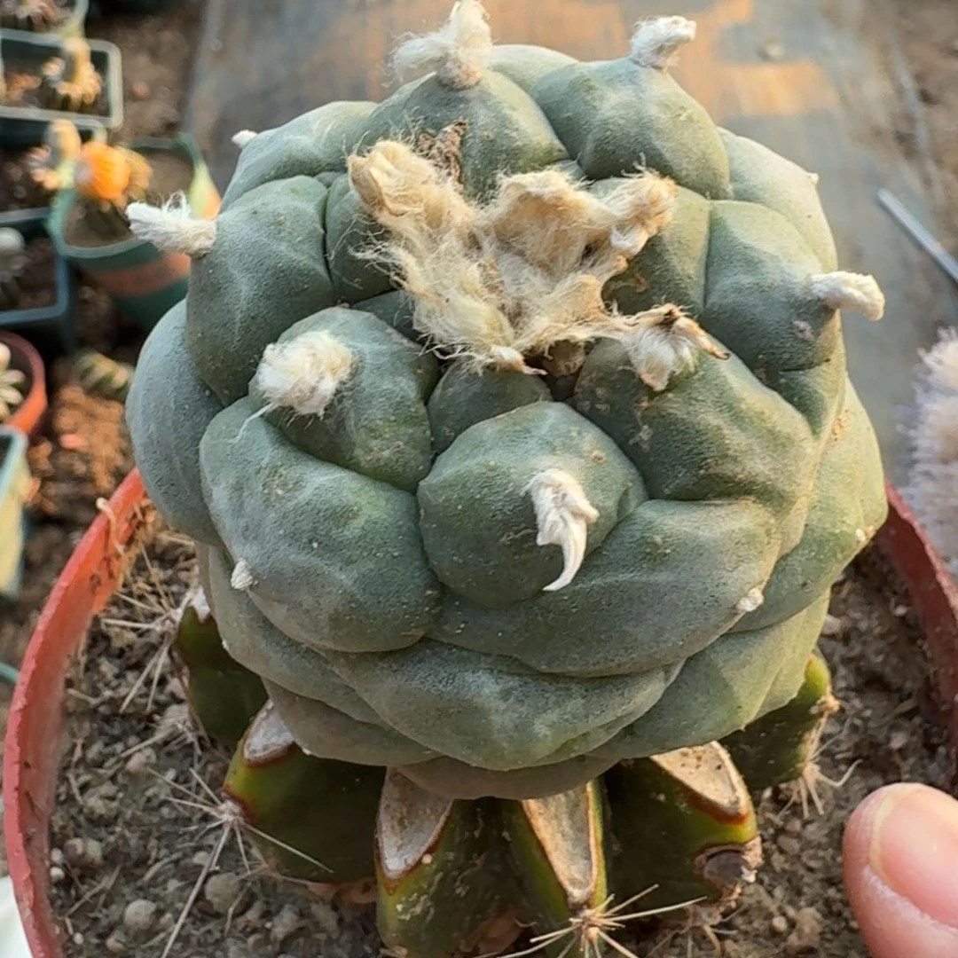 【闪购商品】苗接肋骨鲜689