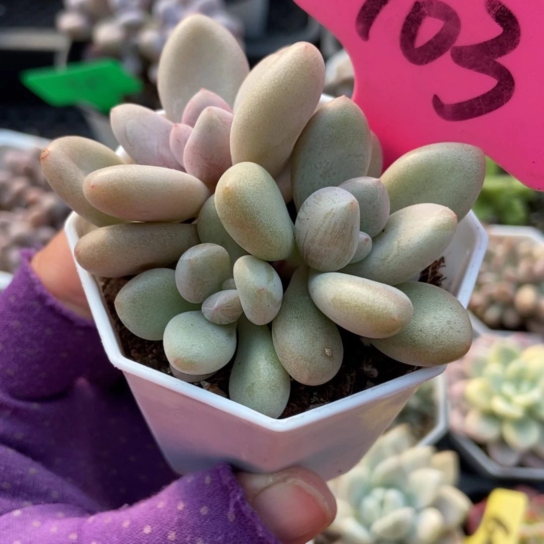 103原始虞美人多肉植物