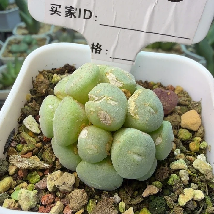 059。满38包邮肉锥