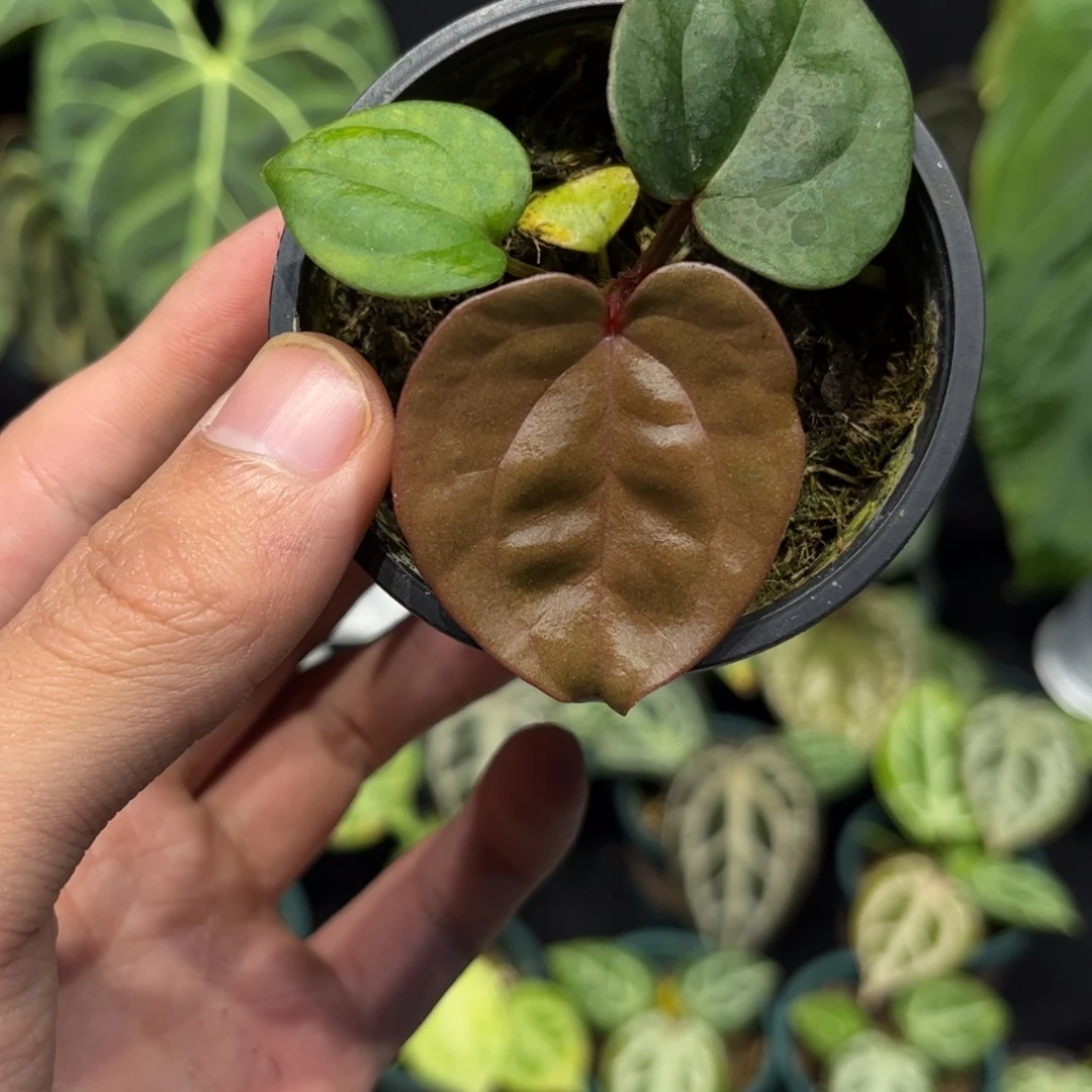 不开花植物紫水晶奢华