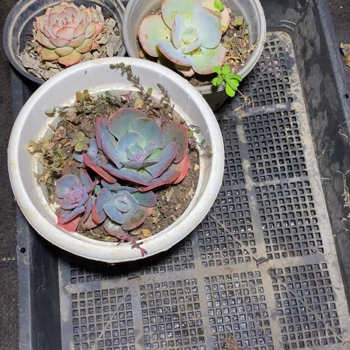 芋***糖一物一拍一物一拍