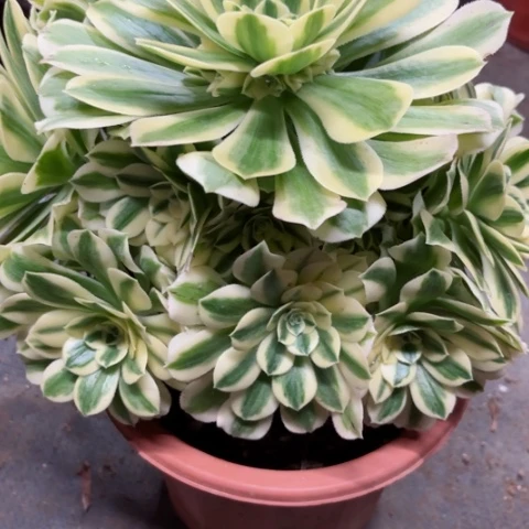 多肉植物迈巴赫锦。