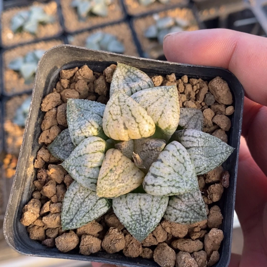 2139 一颗大白银 超级福利