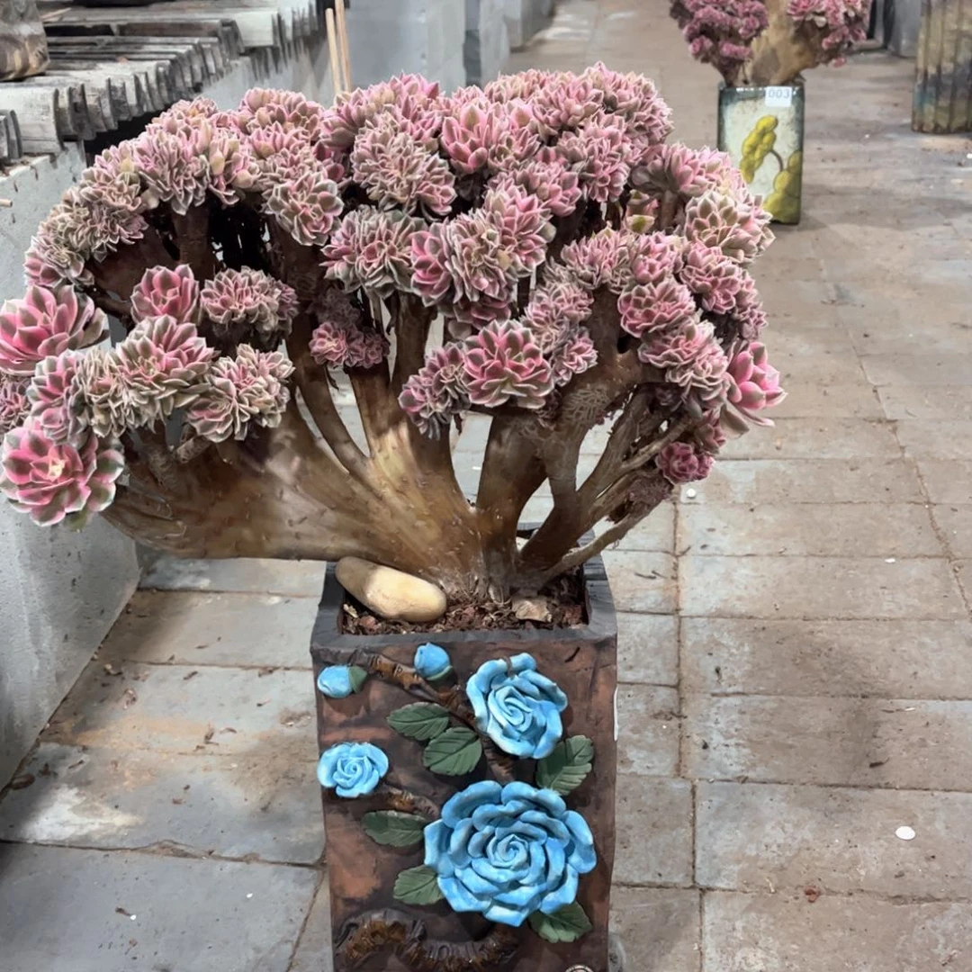 粉女巫朵朵缀老桩