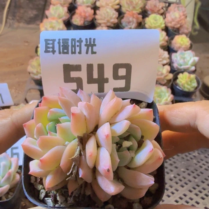 549.qqqqqqqaaawaqq