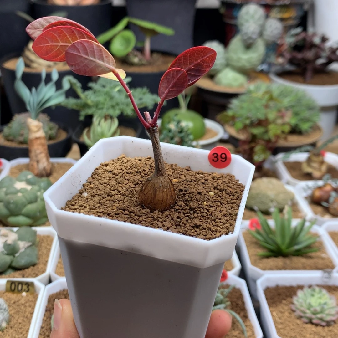 小奇异油柑带盆39