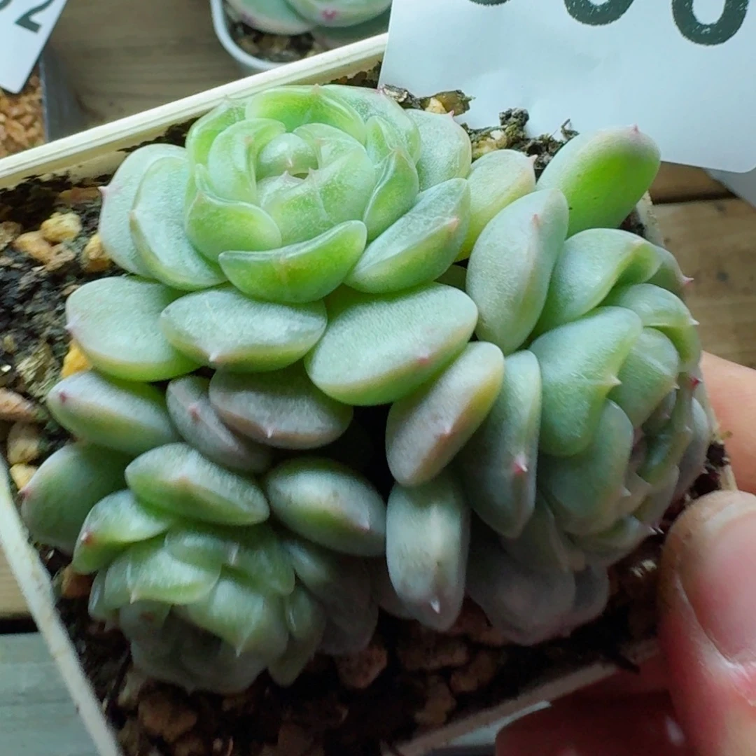 白色恋人      愿你一路坦途，乘风破浪展宏图