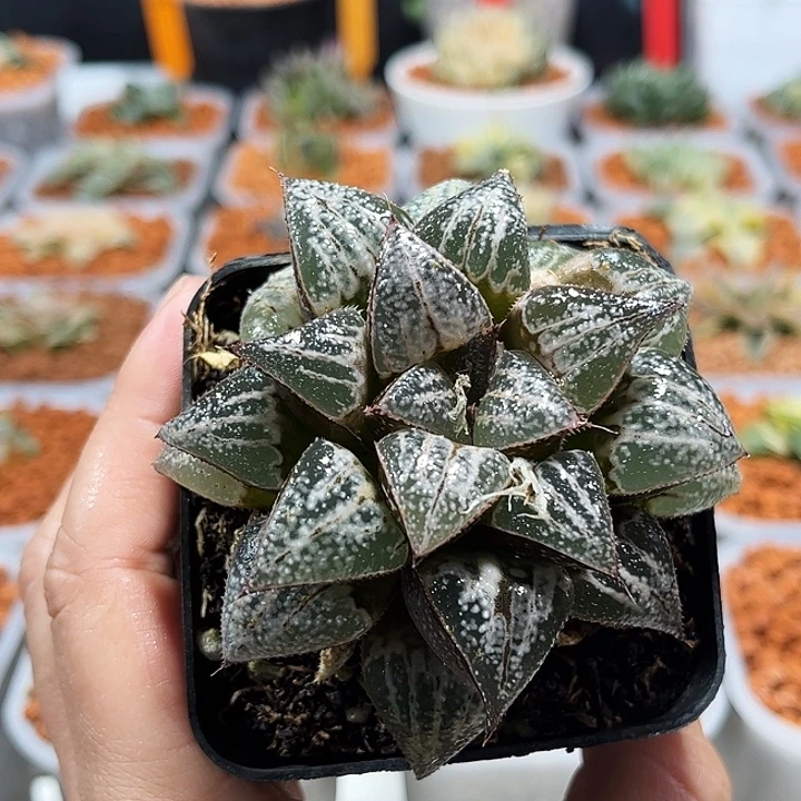 十二卷多肉雪景色