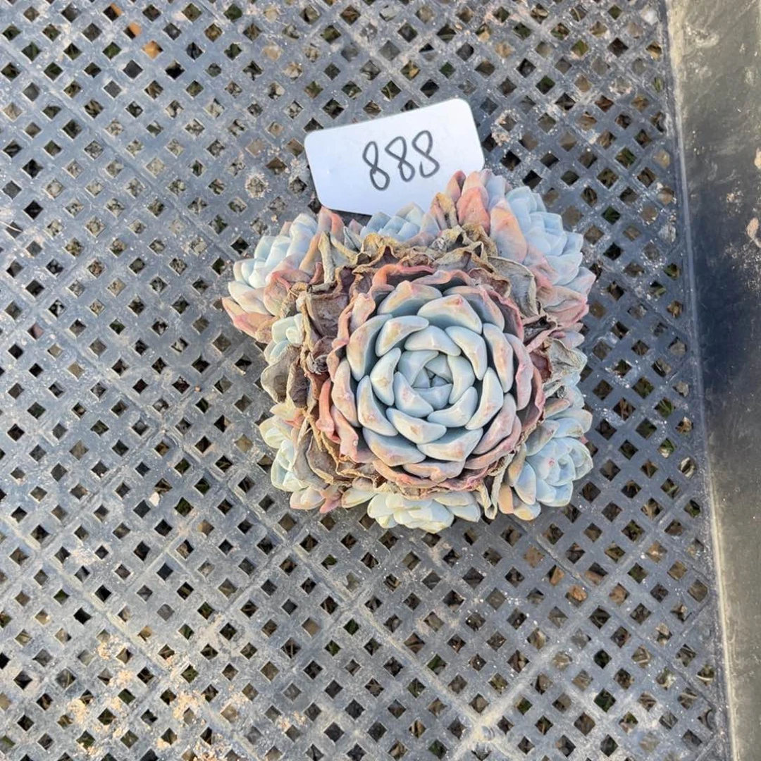 老阿姨花卉一物一拍888