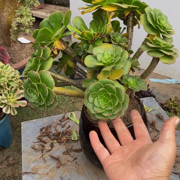 完全开放388号碧螺春多肉1颗