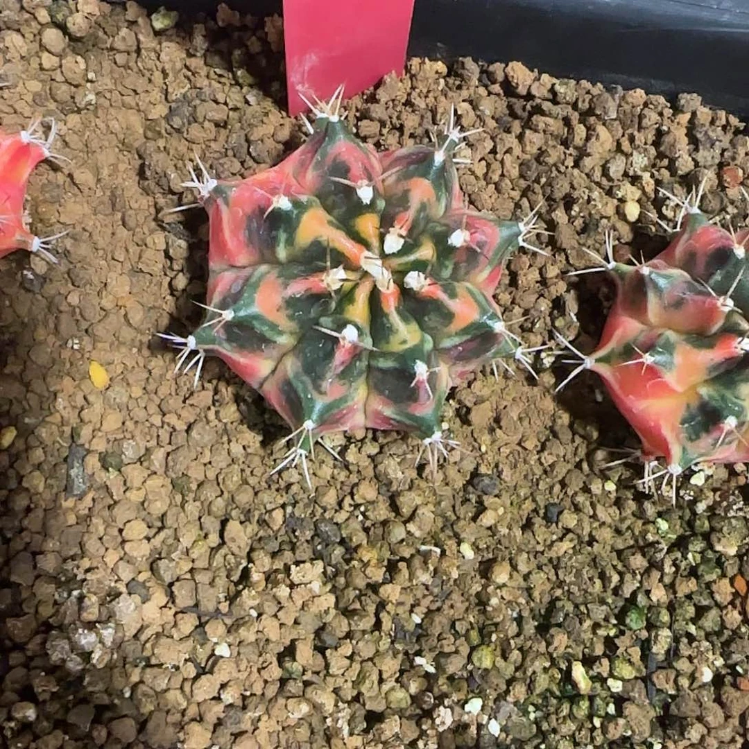 L738-0104泰国发货