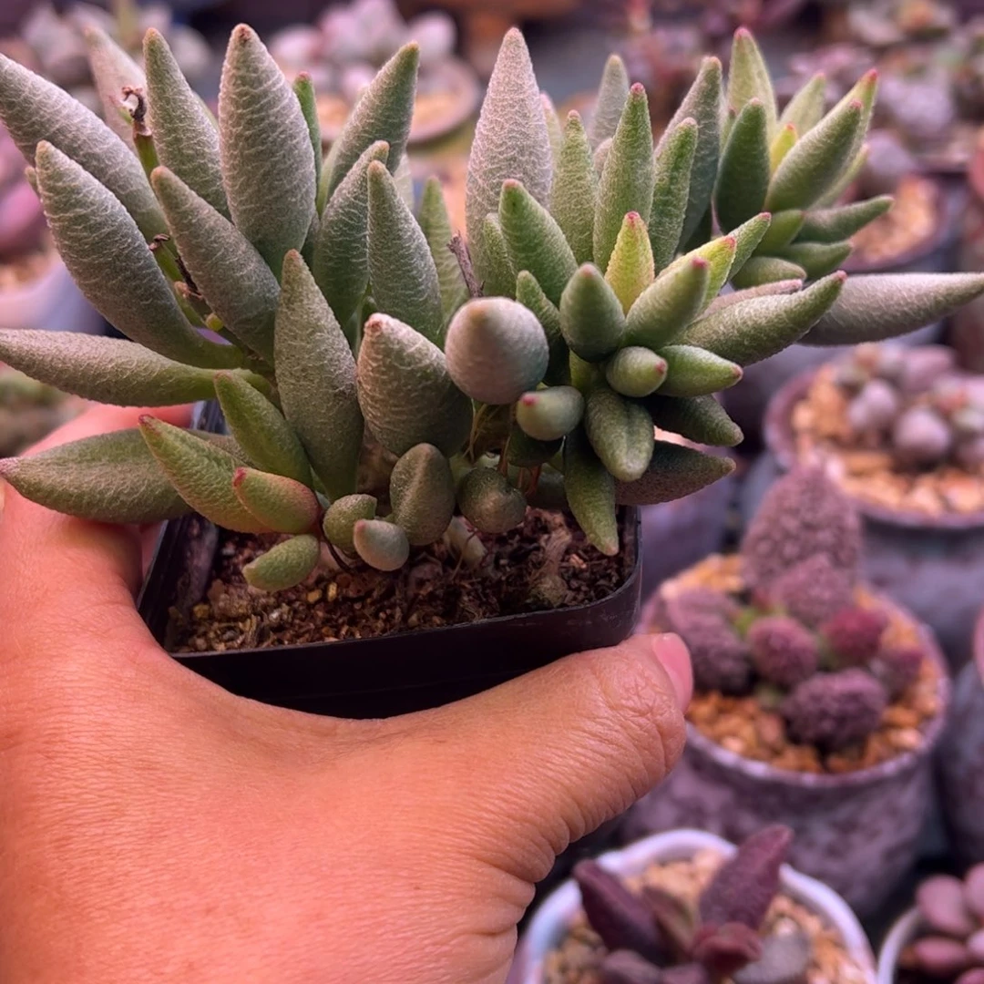 苹***树大红嘴。