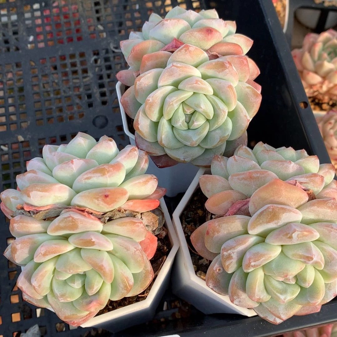 0131-03 精控精养双头冰玉三颗