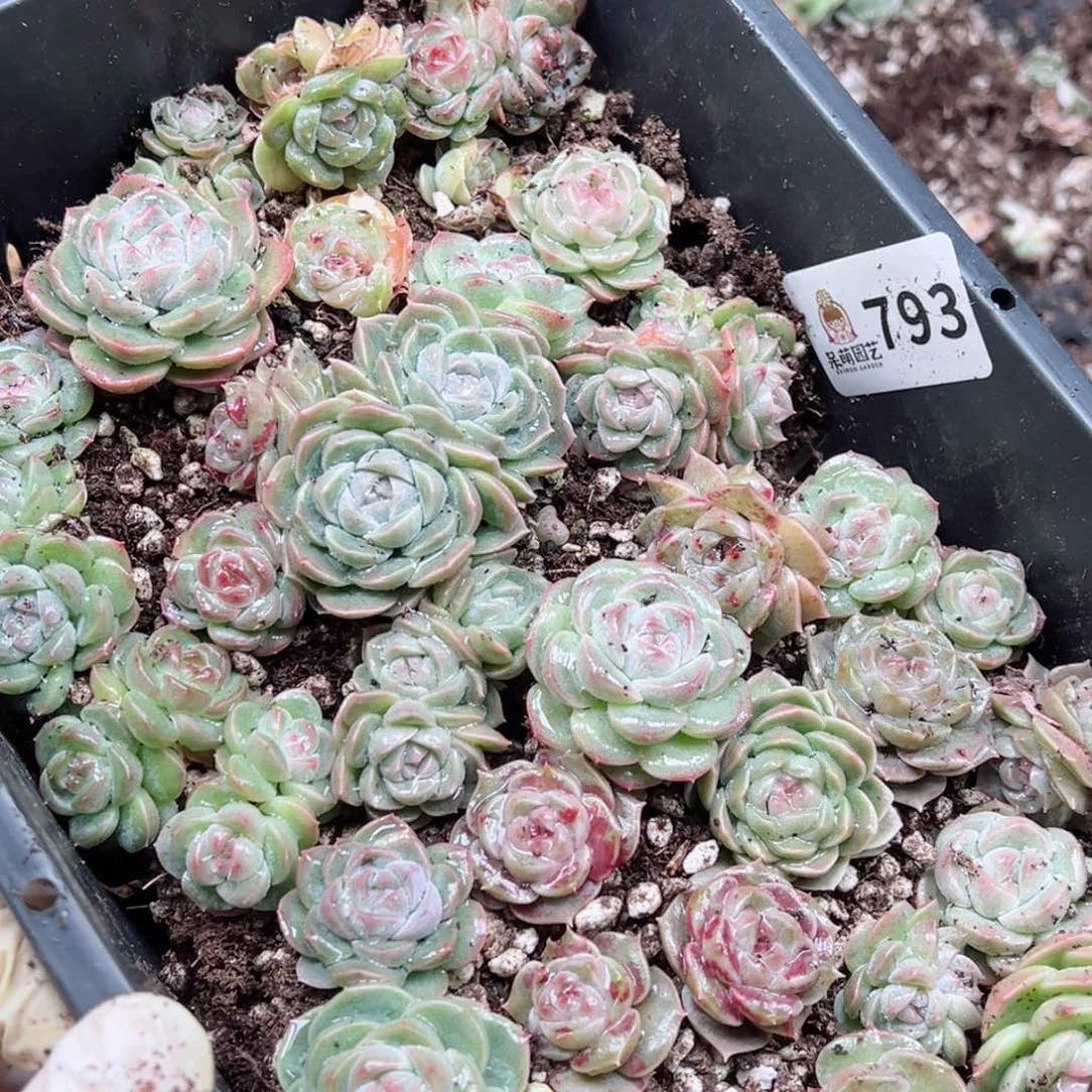 刘****多肉植物多肉植物