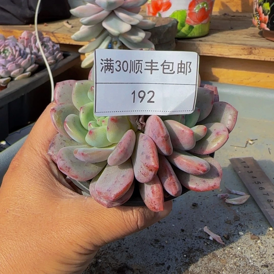 192凌雪多肉双头9cm