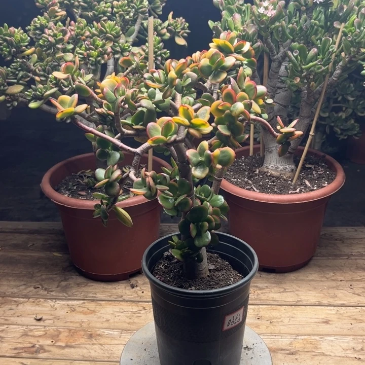 。***出0353黄金花月半土球带盆