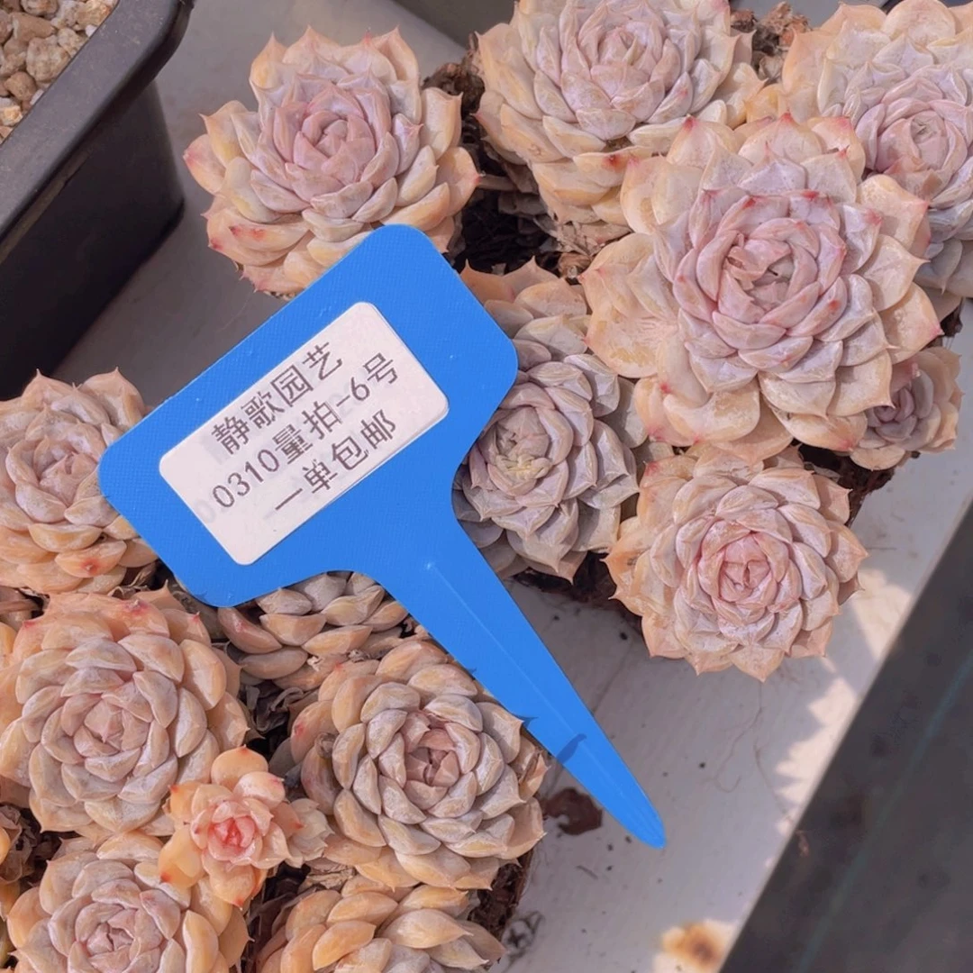 0310-6-玛丽贝尔大群一刻