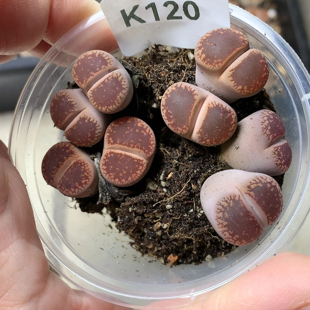 k120多肉植物保护研究所