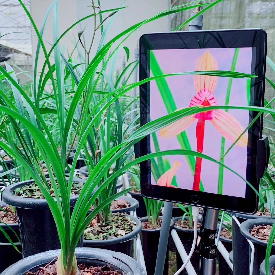 当前无花栽培后可以开花