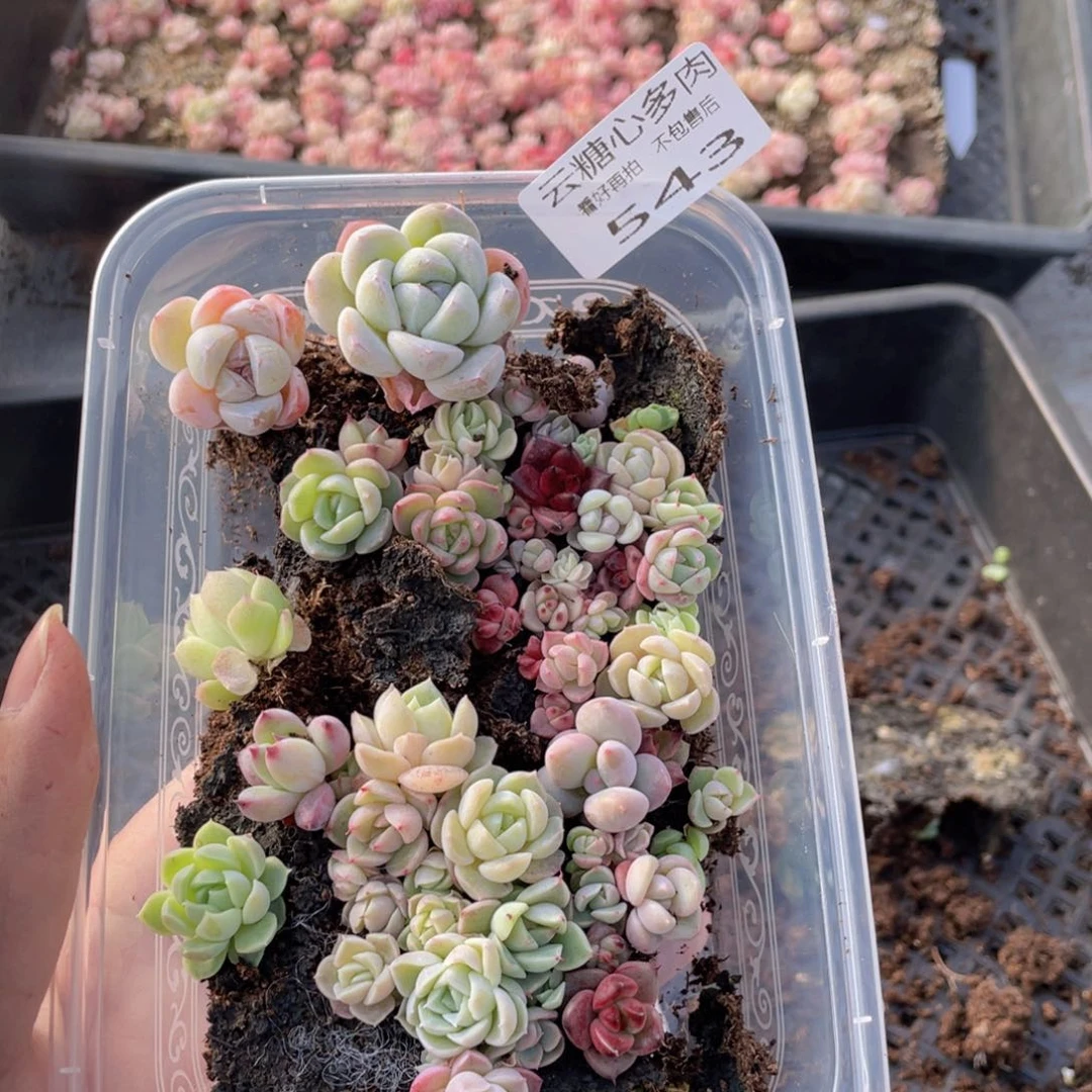 云糖心多肉植物543