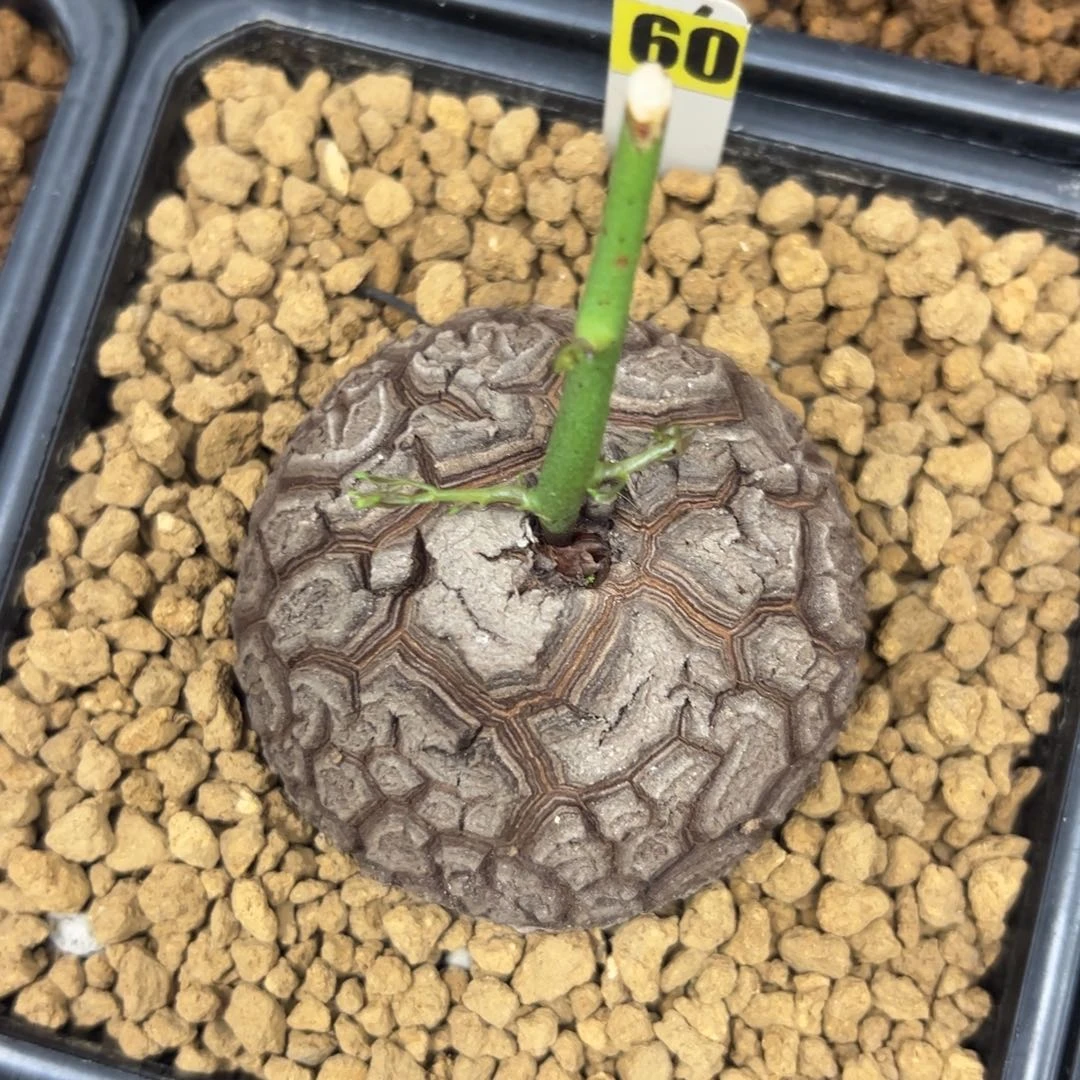 精品盆栽养定的龟甲龙60号