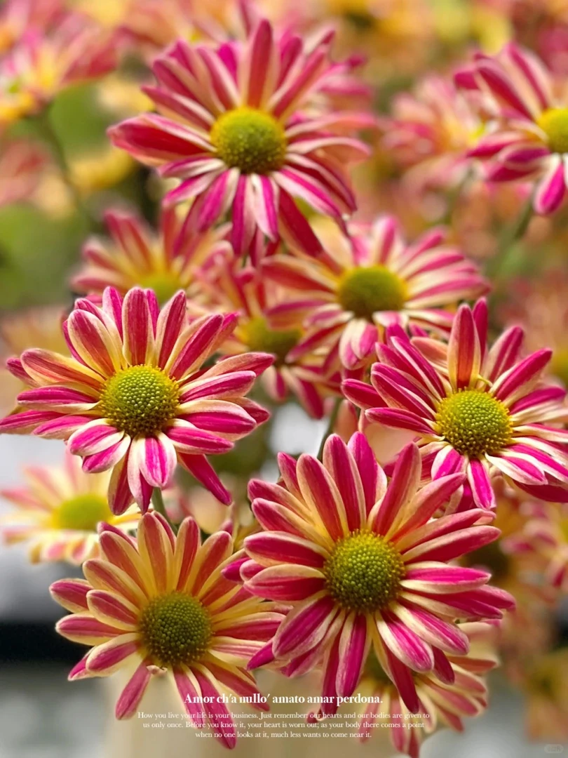 炫丽红斑纹小菊 （包邮） 不做隔夜花 东北鲜花现采现发