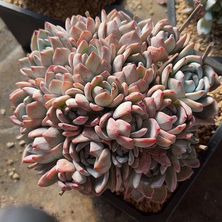 冷香多肉植物的生长