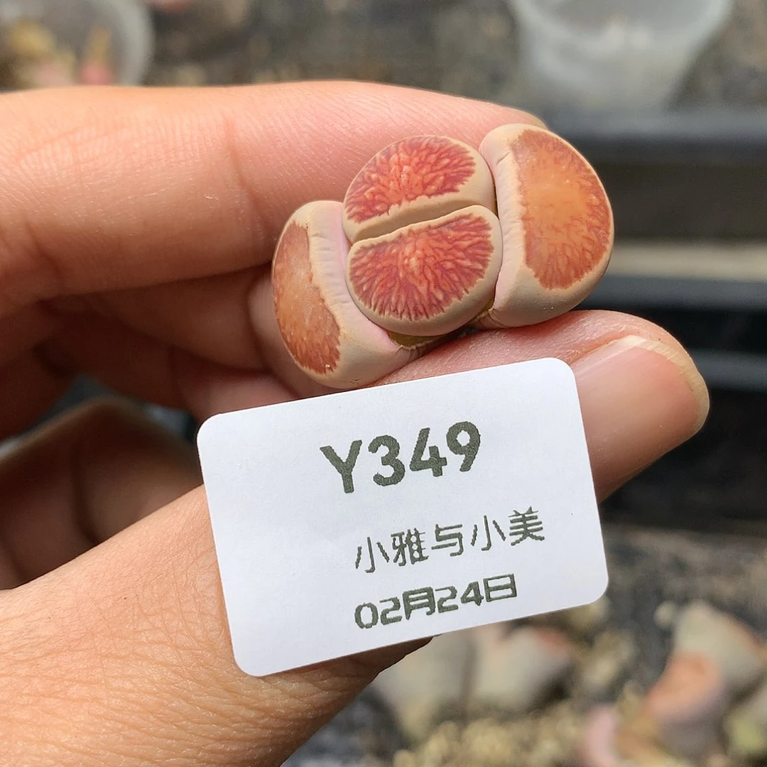 Y349多肉植物保护