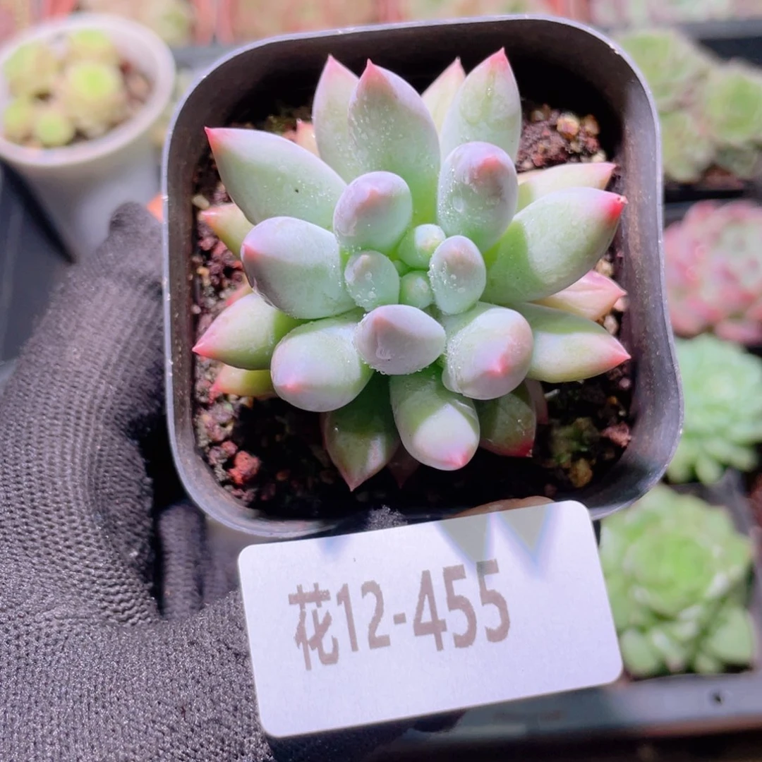 花利美12-455奶瓶