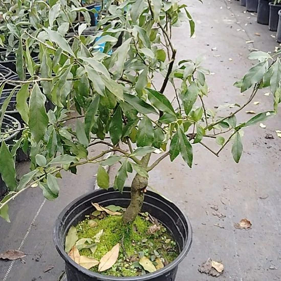 完全开放金弹子品种长寿葫芦