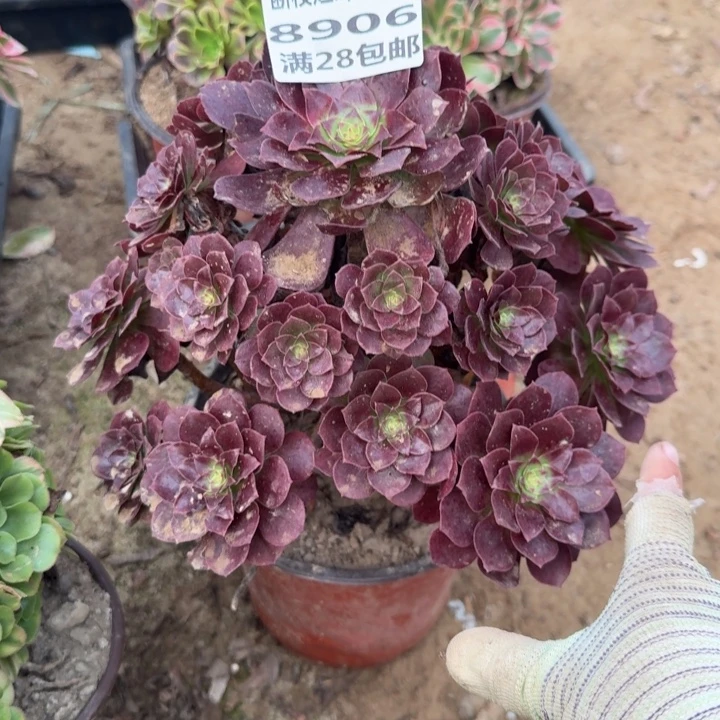 8906二号棚红魔多肉A