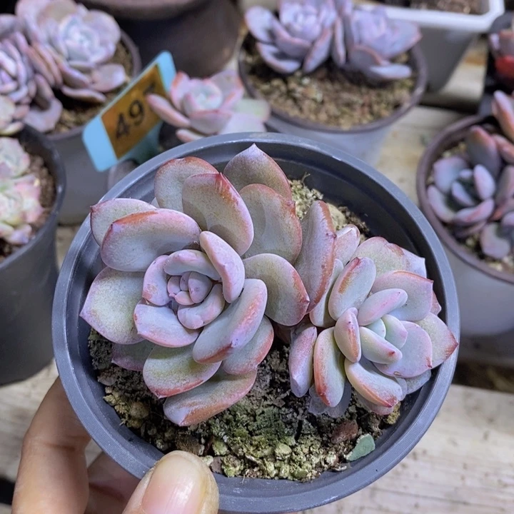 韩版奶茶一颗111111