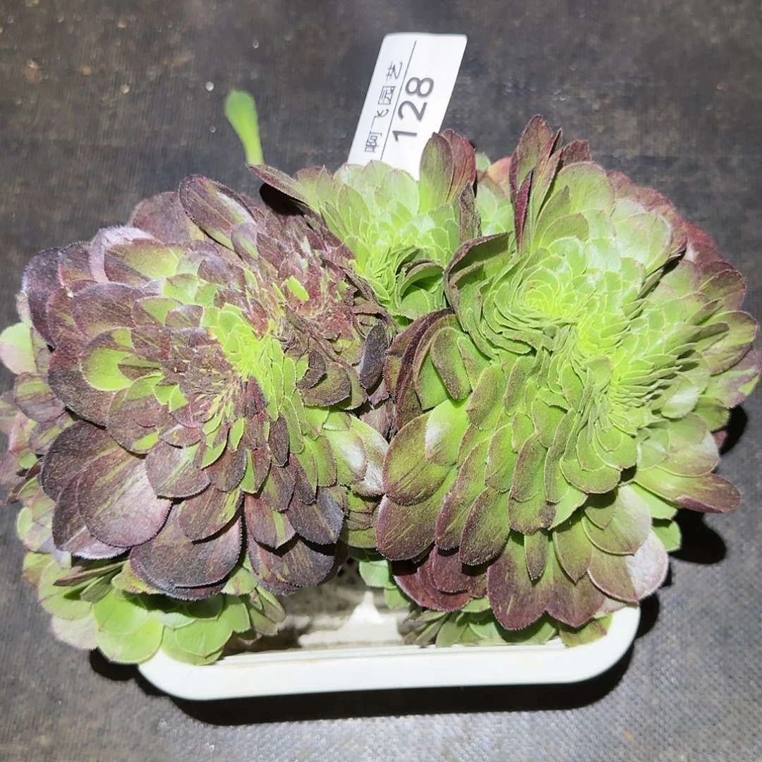 慧*128多肉 花月夜缀法师
