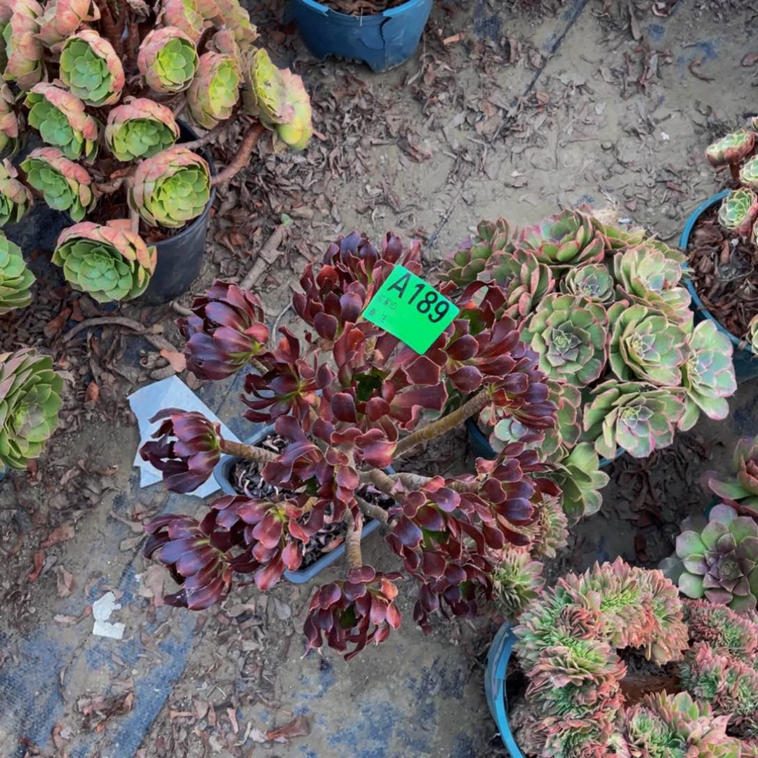 黑法师朵朵1-15¥¥¥