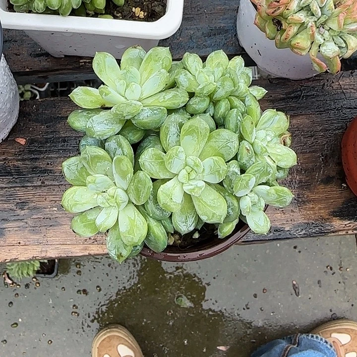 哦***豁青蛙王子儿童牙膏套装11