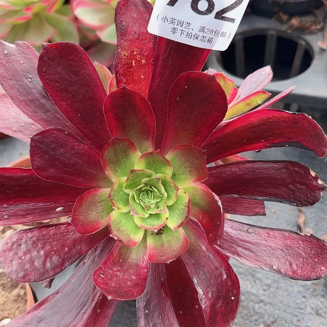 魔力蒙纱782多肉植物多肉植物