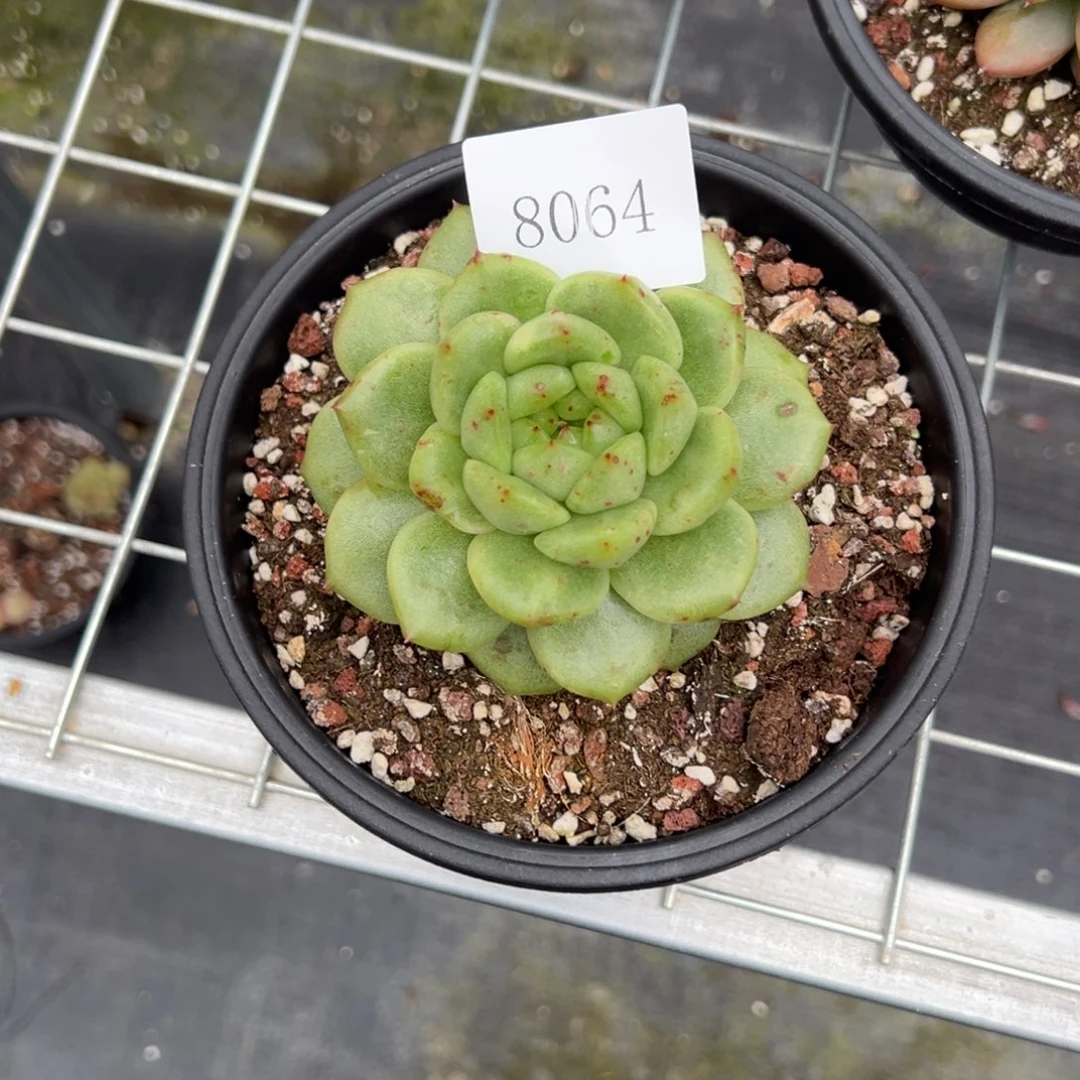 肉****）8064肉肉肉肉肉肉