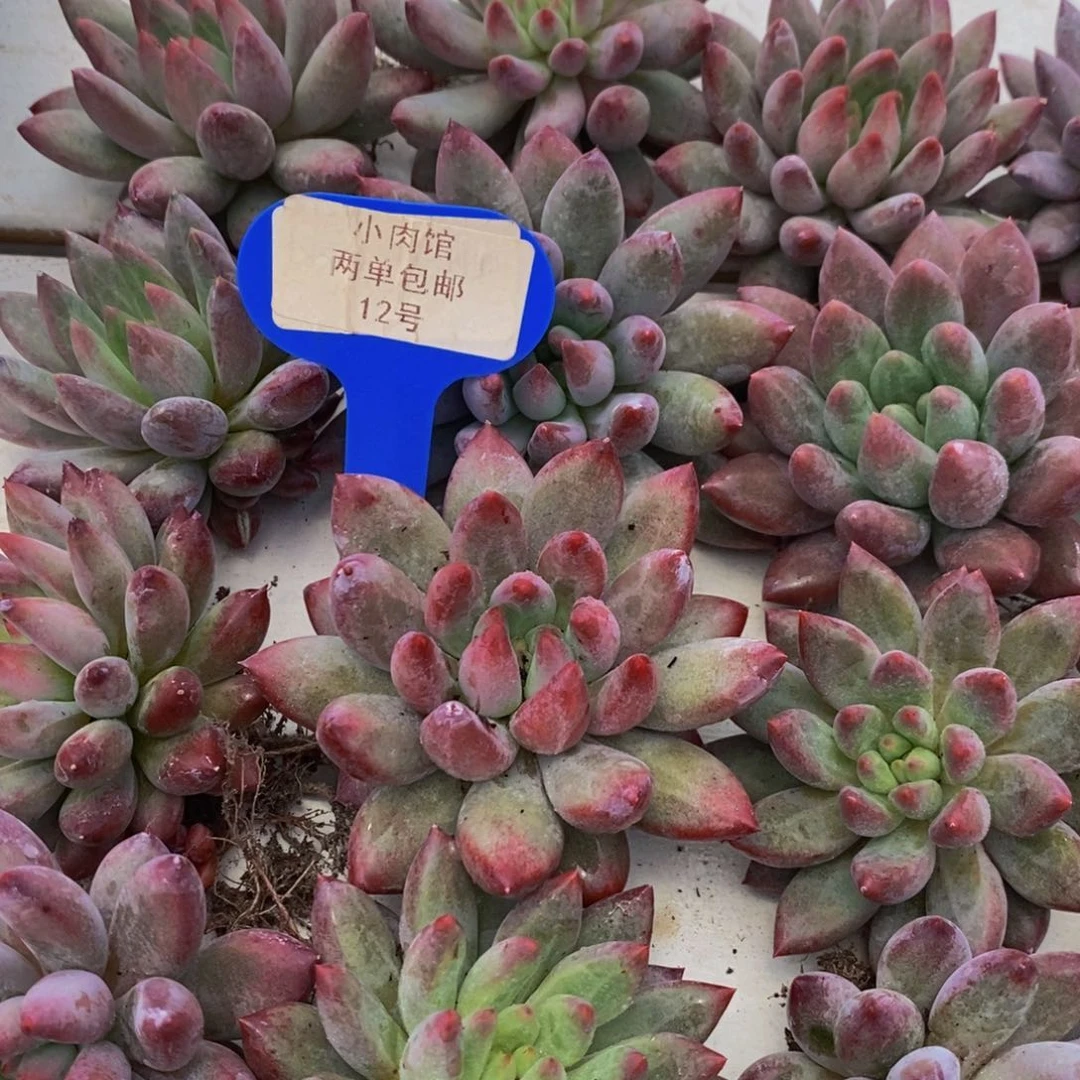 12-开播福利精品虞美人单头买一送一