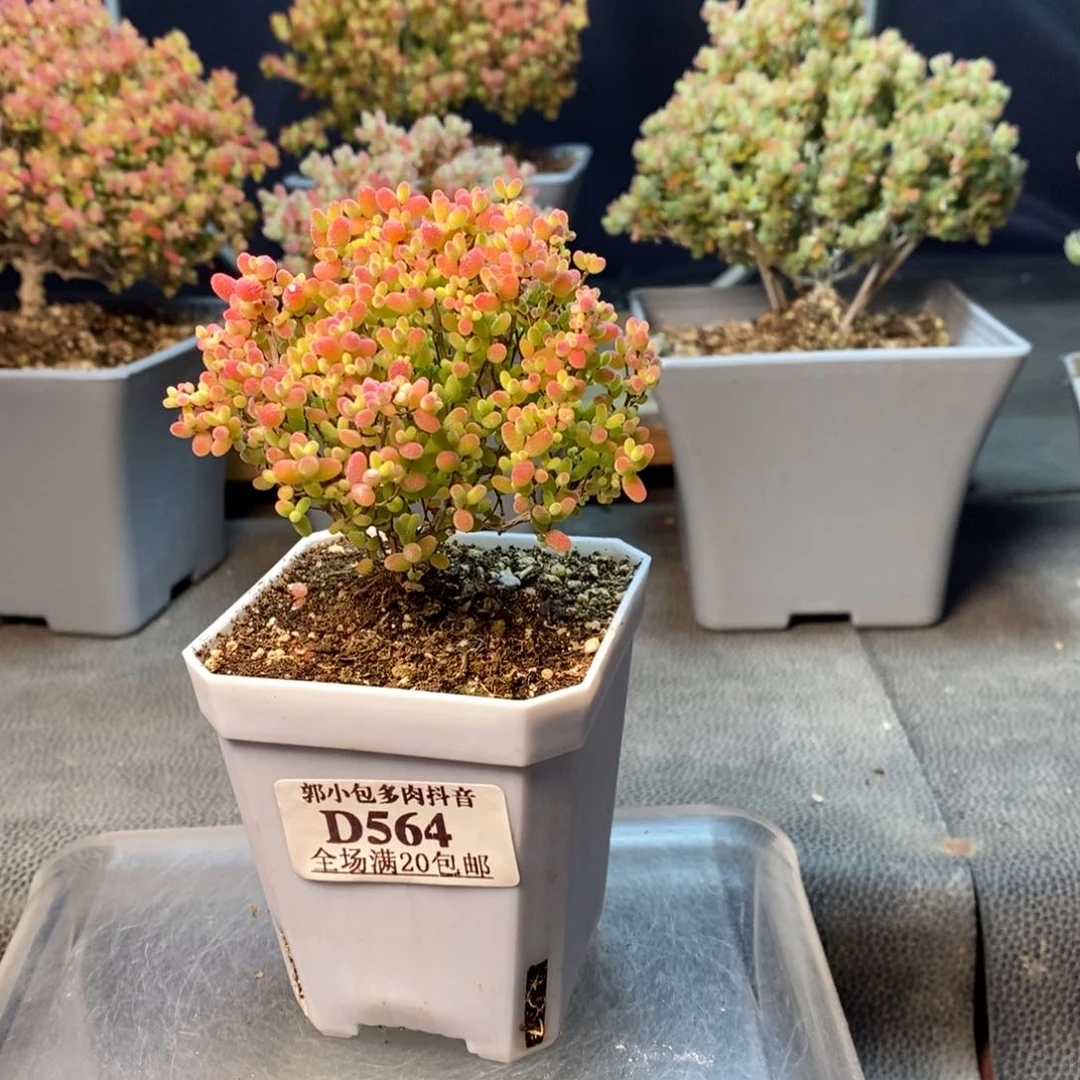 奶****羊564蜜橘糖球