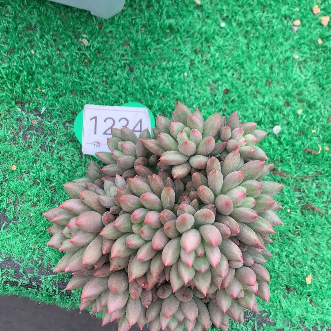 黄体岩字无砍14头1234