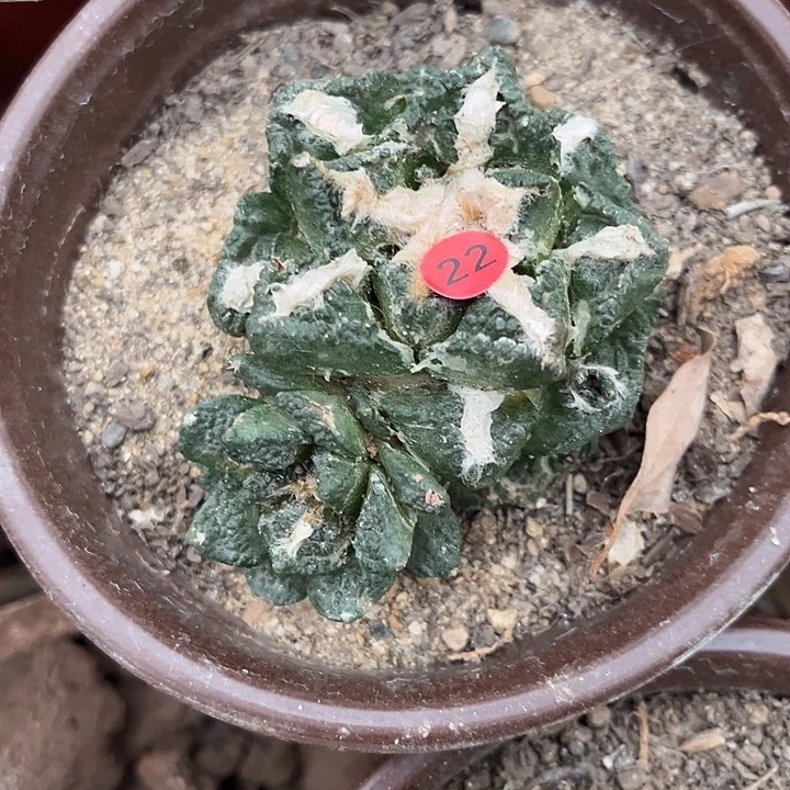 苗接落地有根辛顿22