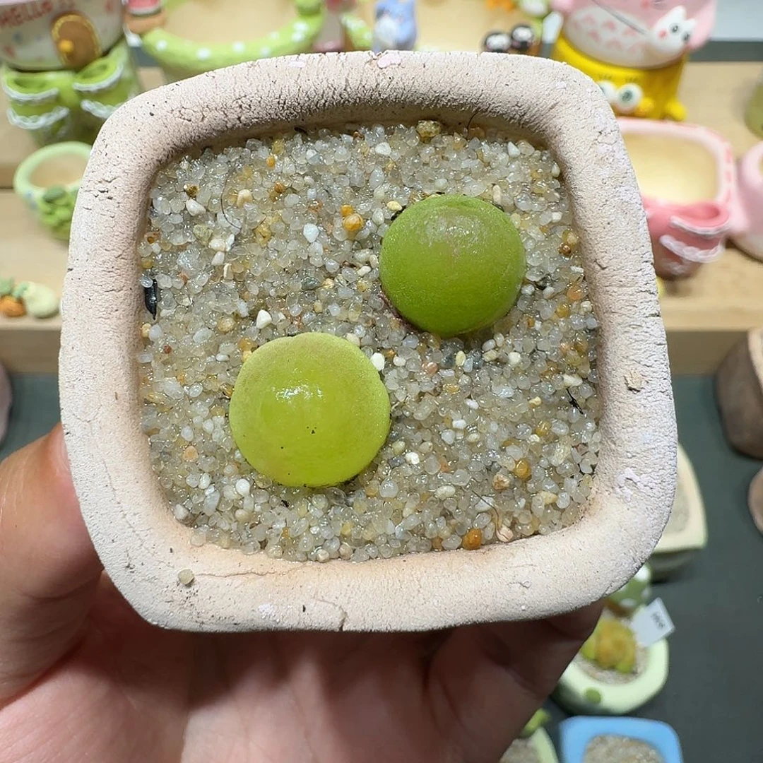 蘑菇062灯泡灯泡