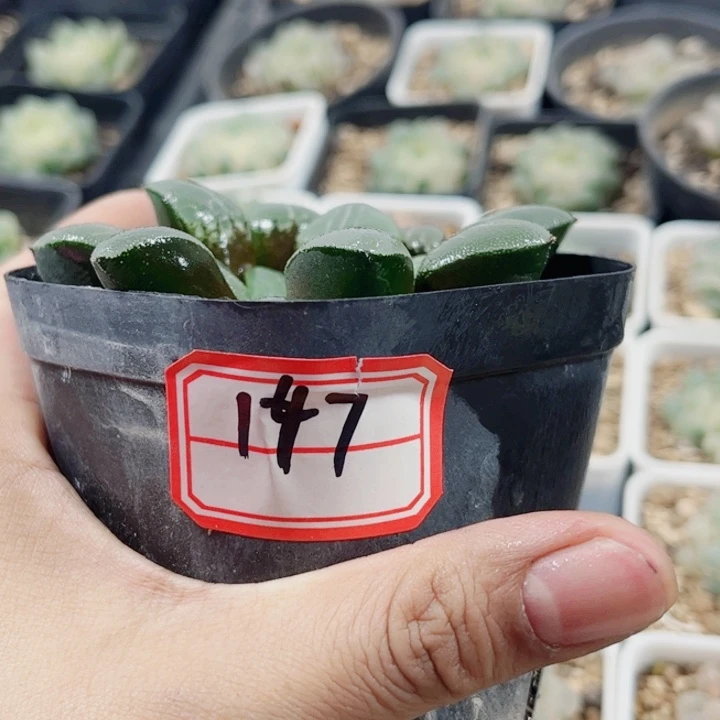 十二卷 实生克 福利