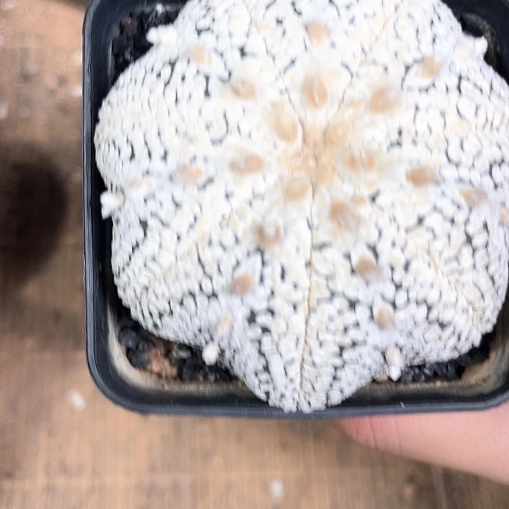 奇迹7.6一物一拍脱土发货
