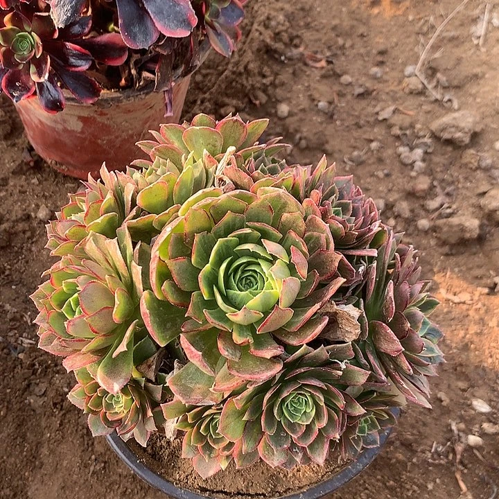 五*多肉植物万黄锦76