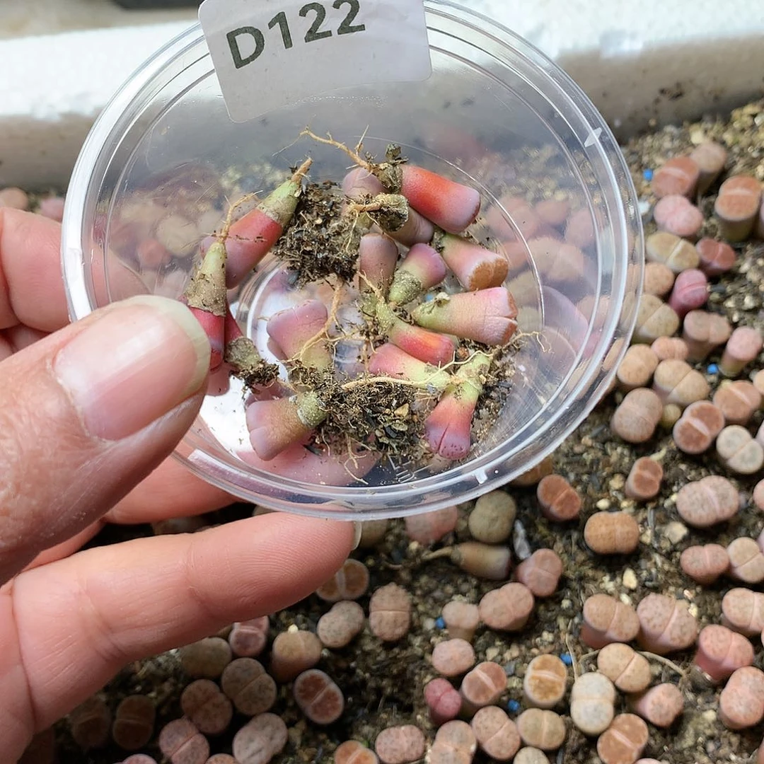 雪*D122多肉植物保护