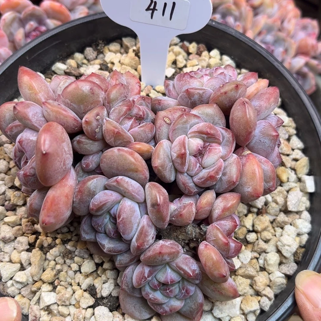 紫皮紫心411/13cm多头