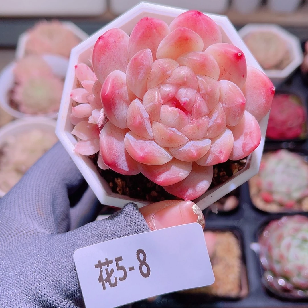 花05-08秘境冰魄