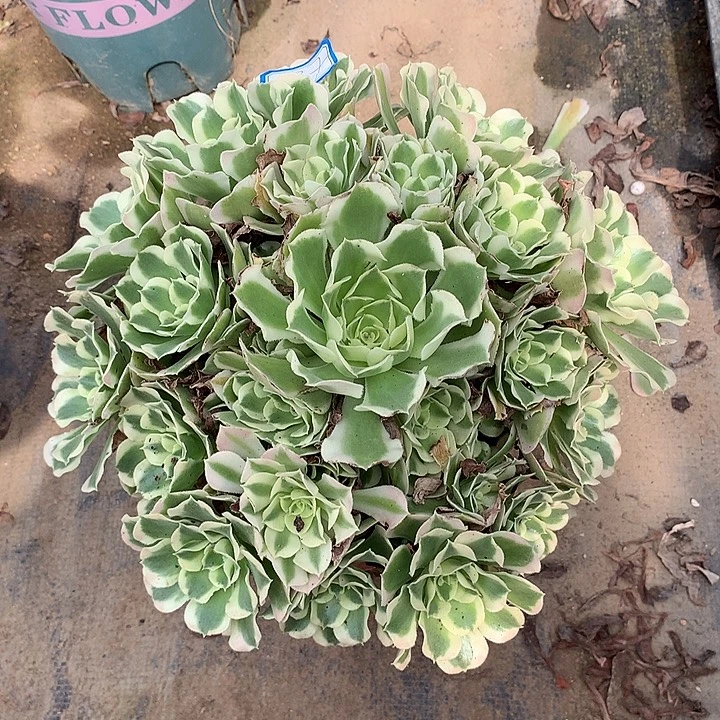 多肉植物白凤488号