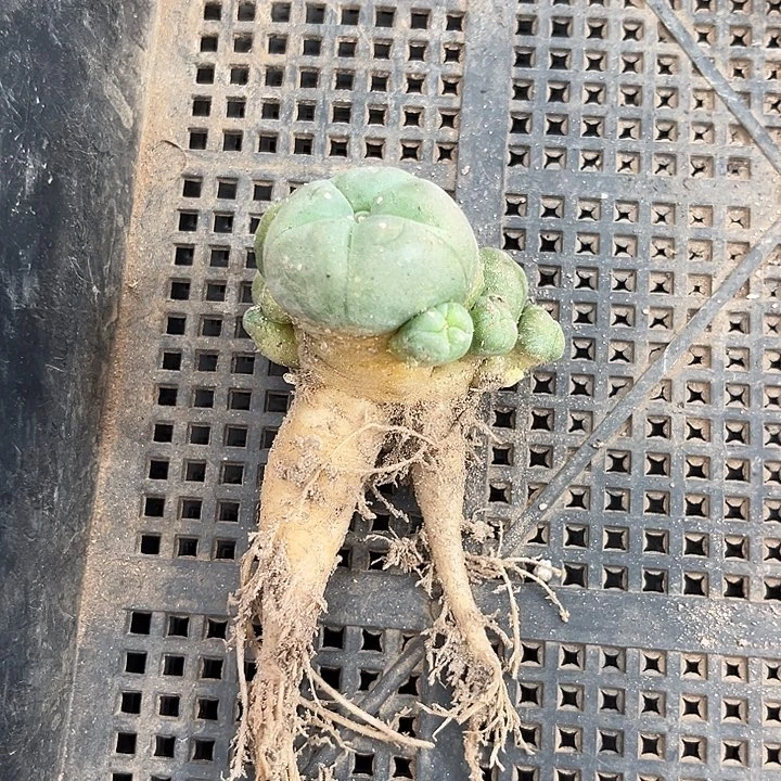 当前无花朵，栽培后可花朵